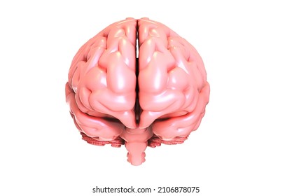 3D Brain Model Front View Rendering 