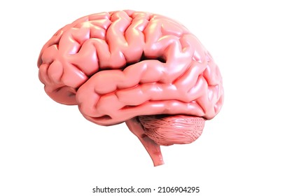 3D Brain Model Side View Rendering 