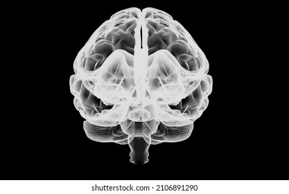 3D Brain Model X Ray Front View Rendering 