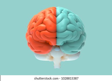 3D brain rendering illustration in front view with left and right function and activity concept isolated on pastel color background with clipping path for die cut to use in any backdrop