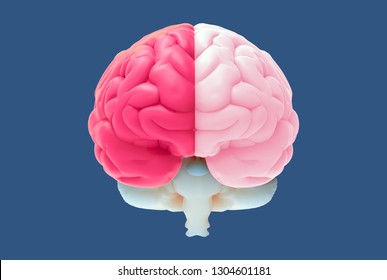 3D brain rendering illustration in front view with left and right function concept isolated with red and pink pastel color on blue background included clipping path for use on any backdrop