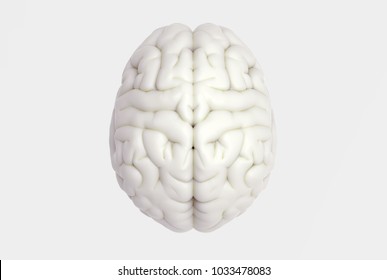 3D brain rendering illustration in top view template background isolated on white color with clipping path to use in any backdrop