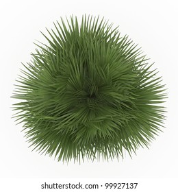 3d   California Fan Palm Isolated Over White