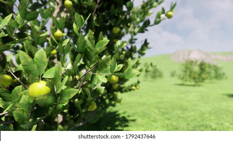 3d Closeup Of Green Lemon Tree 3d Rendering