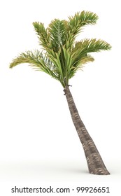 3d  Coconut  Tree  Isolated Over White