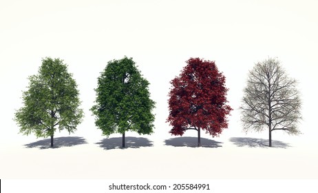 1,019 Acer rubrum Images, Stock Photos & Vectors | Shutterstock