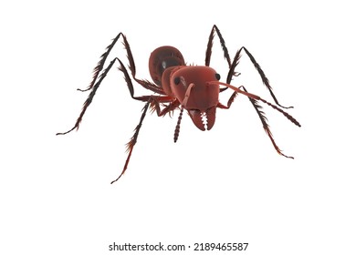 3d Computer Rendered Illustration Of A Red Fire Ant