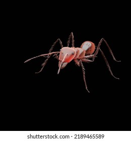 3d Computer Rendered Illustration Of A Red Fire Ant