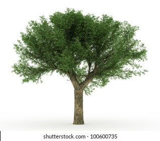 3d Cork Oak Tree Isolated Over