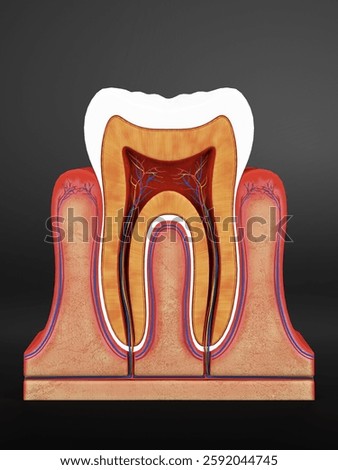 3D Cross-section of a human tooth showing internal anatomy, including enamel, dentin, pulp, and root. Detailed medical illustration for educational and dental use