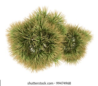 3d Desert Fan Palm Isolated Over White