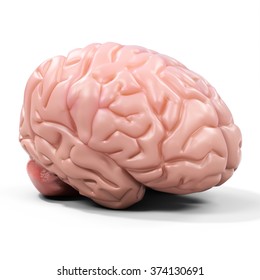 3d detailed brain on white background - Shutterstock ID 374130691