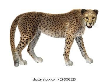 cheetah 3d transparent background
