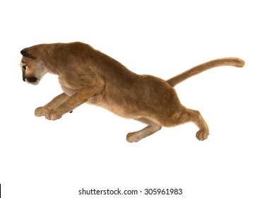 3D Digital Render Of A Big Cat Puma Climbing Isolated On White Background