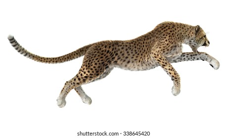 Guepard Images Stock Photos Vectors Shutterstock