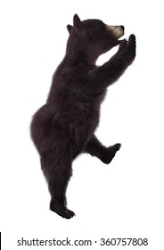 15,251 Bear climbing Images, Stock Photos & Vectors | Shutterstock