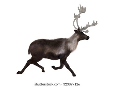 3D Digital Render Of A Caribou Running Isolated On White Background