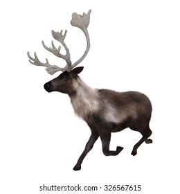 3D Digital Render Of A Caribou Running Isolated On White Background