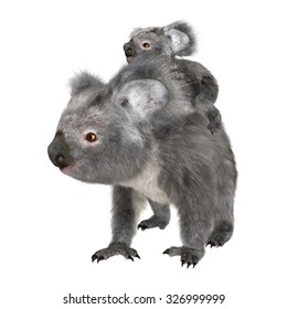 3D digital render of a cute Australian koala bear carrying baby isolated on white background