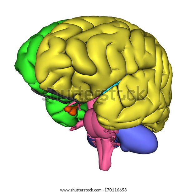 3d Digital Render Human Brain Diagram Stock Illustration 170116658