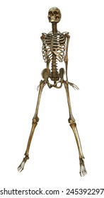 3d Digital Render Human Standing Skeleton Stock Illustration 245392297 ...