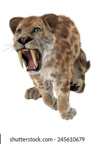 3D Digital Render Of A Jumping Aggressive Smilodon Or A Saber Toothed Cat Isolated On White Background