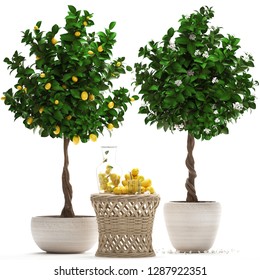 3D Digital Render Lemon Tree With Fruit