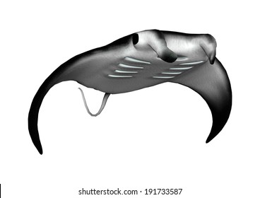 3D Digital Render Of A Manta Ray Isolated On White Background