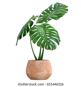 3D digital render of Monstera isolated on white background