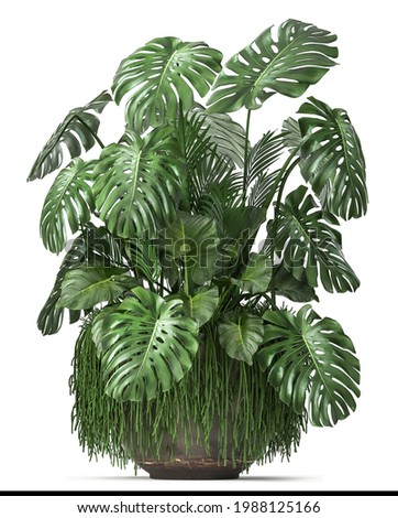3D digital render of Monstera isolated on white background