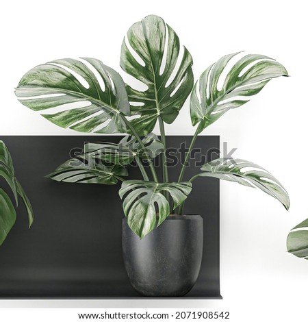 3D digital render of Monstera isolated on white background