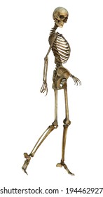 3D Digital Render Of An Old Walking Human Skeleton Isolated On White Background