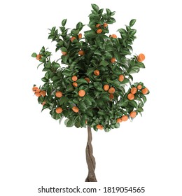 3D Digital Render Orange Tree With Fruit