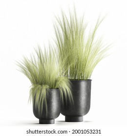 3D Digital Render Of Ornamental Grass Fescue In A Rust Pot Isolated On White Background