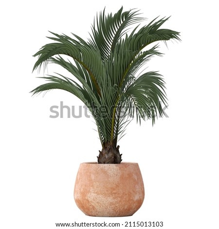 3D digital render of palm trees isolated on white background