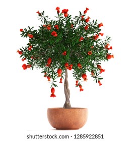 3D digital render Pomegranate Tree with Fruit