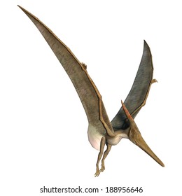 3D digital render of a prehistoric flying reptile Pteranodon isolated on white background