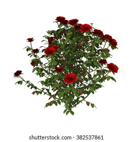 3D Digital Render Of A Red Rose Bush Isolated On White Background