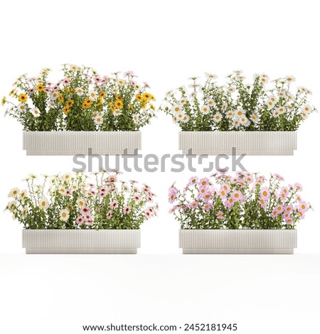 3D digital render Set of garden flower bushes Chamomile Chrysanthemum isolated on white background