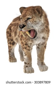 3D Digital Render Of A Smilodon Or A Saber Toothed Cat Isolated On White Background