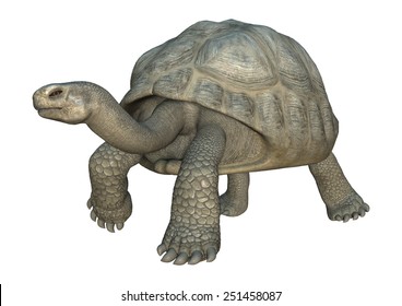 3D digital render of a walking Galapagos tortoise isolated on white background