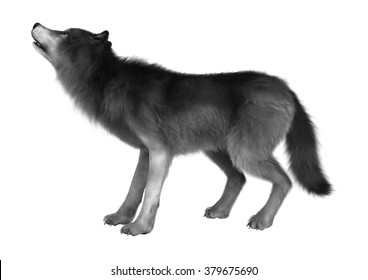 3D Digital Render Of A Wild Wolf Howling Isolated On White Background