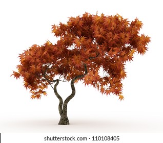 3d Downy Japanese Maple Tree In Autumn Isolated Over White