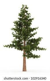 3d Eastern White Pine Tree Isolated Over White