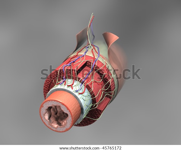 3d exploded view of large intestine
