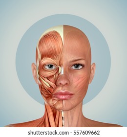 3d Female Face Muscles Anatomy