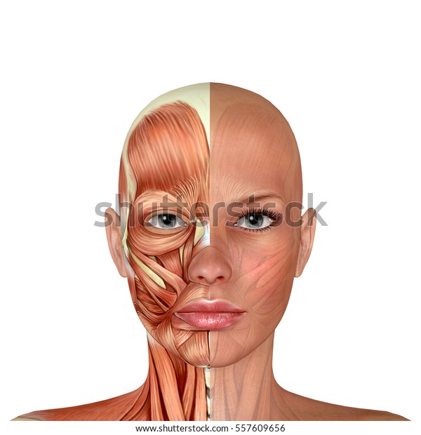 3d女性の顔の筋肉の解剖 のイラスト素材 557609656
