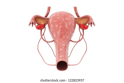  3d female reproductive system in white background