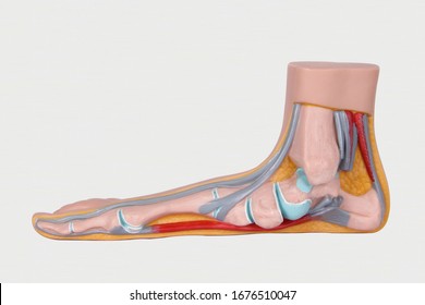 3D foot model isolated on white background. Blood circulation system. Bones of the lower extremities. Shin. Foot. Hip. 3D human muscle feet anatomy. Foot biology