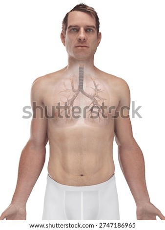 A 3D full color render illustrates the bronchi of the lungs of a human male in anterior view, showing the external branching airway structure against a white background.
